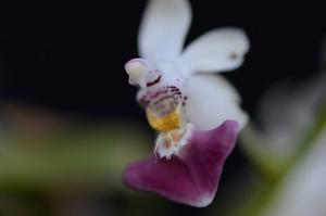 Phalaenopsis parishii