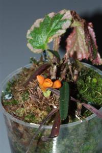 Dendrobium brevicaule