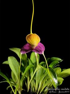 Masdevallia caudata