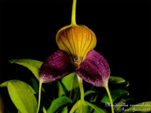 Masdevallia caudata