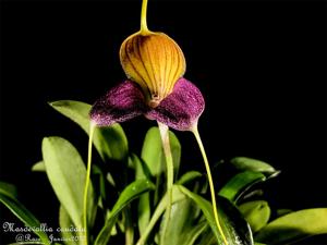 Masdevallia caudata