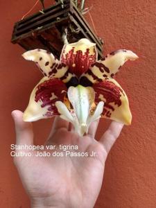 Stanhopea tigrina