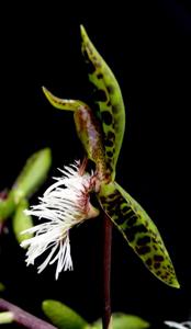 Catasetum cristatum