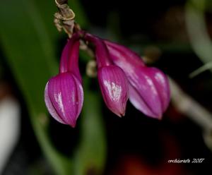 Dendrobium glomeratum