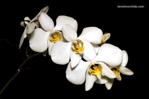 Phalaenopsis amabilis subsp. amabilis