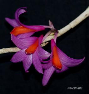 Dendrobium glomeratum