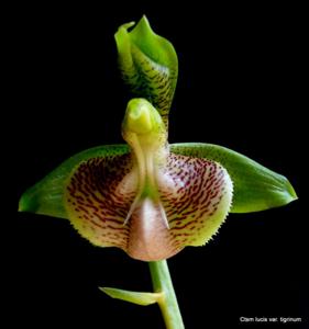 Catasetum lucis