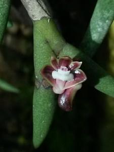Dendrobium indivisum var. fuscum