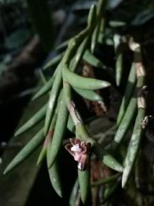 Dendrobium indivisum var. fuscum