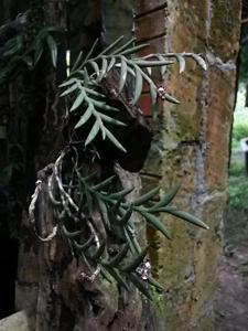 Dendrobium indivisum var. fuscum