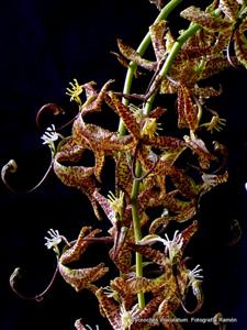 Cycnoches maculatum
