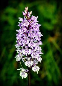 Dactylorhiza fuchsii