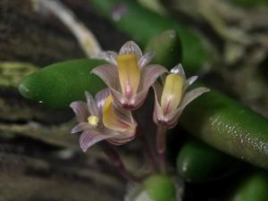 Dendrobium lichenastrum