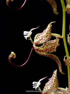 Cycnoches maculatum