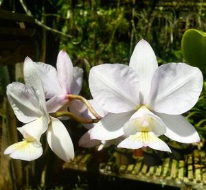 Cattleya nobilior