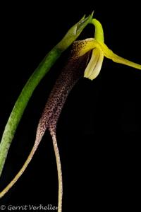 Masdevallia don-quijote