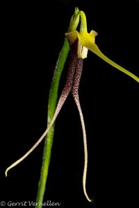 Masdevallia don-quijote