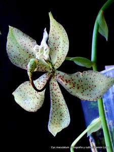 Cycnoches maculatum