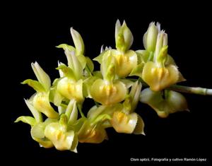 Catasetum spitzii