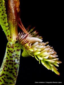 Catasetum cristatum