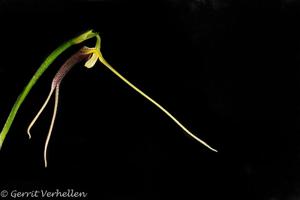 Masdevallia don-quijote