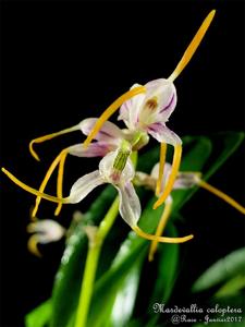 Masdevallia caloptera