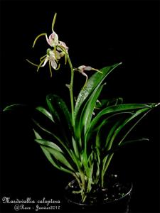 Masdevallia caloptera