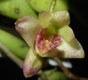 Dendrobium rigidum