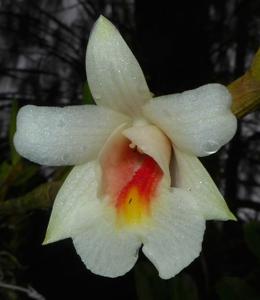 Dendrobium christyanum