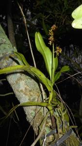 Pomatocalpa diffusum