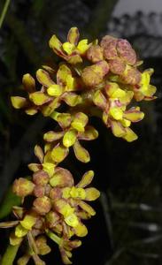 Pomatocalpa diffusum