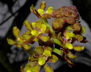 Pomatocalpa diffusum