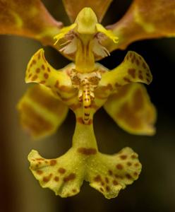 Psychopsiella limminghei