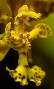 Psychopsiella limminghei