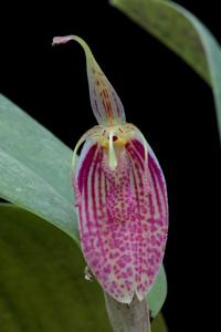 Restrepia aristulifera