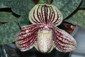 Paphiopedilum myanmaricum