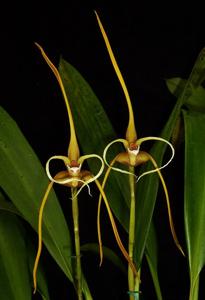 Maxillaria fractiflexa