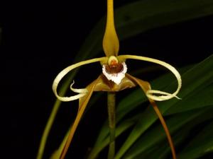 Maxillaria fractiflexa