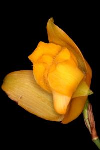 Lycaste crinita