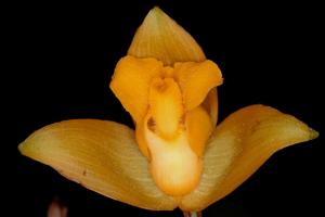 Lycaste crinita