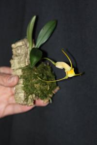 Masdevallia rex