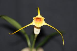 Masdevallia rex