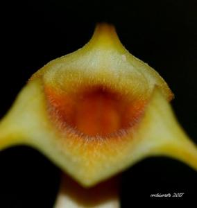 Masdevallia rex