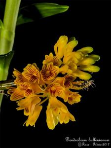 Dendrobium bullenianum