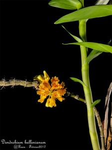 Dendrobium bullenianum