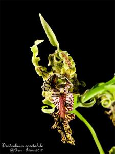 Dendrobium spectabile