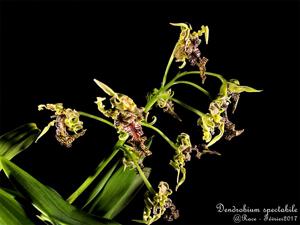 Dendrobium spectabile