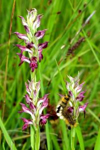 Anacamptis coriophora