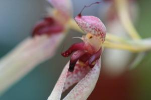 Bulbophyllum longiflorum