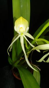 Prosthechea cochleata